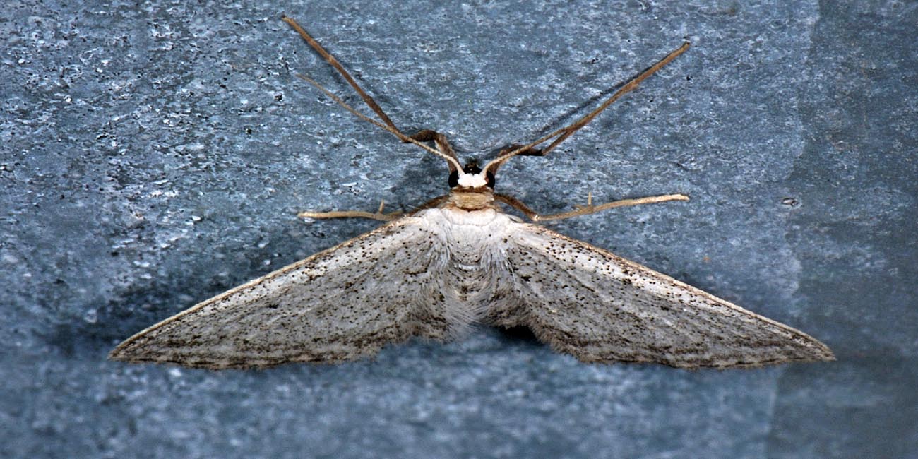 Geometridae: Idaea sp.